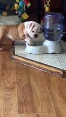 Billie the British Bulldog Makes Bubbles