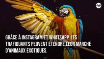 De plus en plus d'animaux exotiques sont victimes d'un trafic ignoble sur les réseaux sociaux