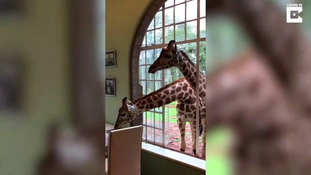 Quand les Girafes viennent voler votre petit dej' par la fenêtre de l'hotel au Kenya