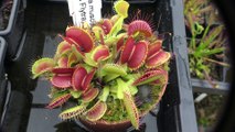 L'heure du repas pour ces 18 plantes carnivores Venus Flytrap