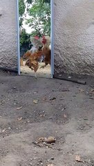 Rooster Gets Rowdy with the Mirror