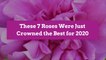 These 7 Roses Were Just Crowned the Best for 2020