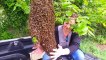 Cet apiculteur vient récupérer un magnifique essaim d'abeilles dans un arbre