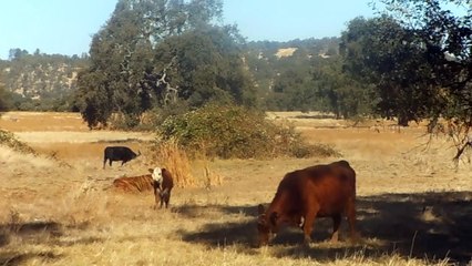 1810 fall 2019 cows in Plymouth at Zinfandel ridge ranch