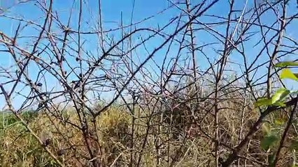 Owoc Tarniny!!! Ciekawe Wasciwosci!