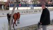 Edirne'de başı boş atlar trafiği karıştırdı