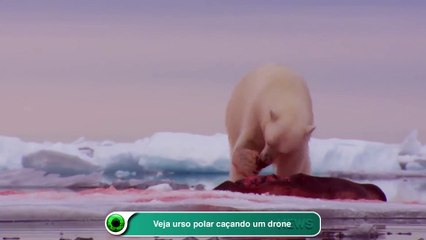 Veja urso polar caçando um drone