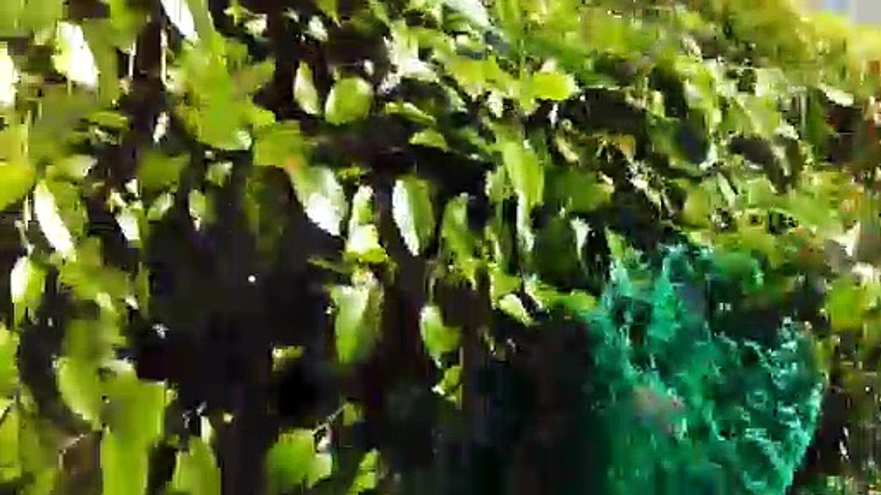 Ovni captado cerca de la playa, USA 2019