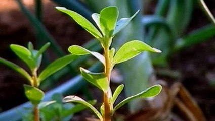 BBC - Horizon - 2005 - Could Fish Make My Child Smart