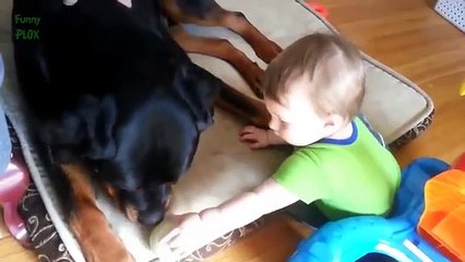 Awesome Dog Can make funn with baby HD Video