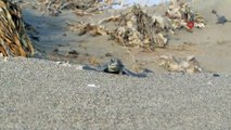 Bu yıl 537 bin 424 yavru deniz kaplumbağası denizle buluştu