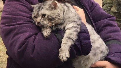 Así 'resucitan' los bomberos a este gato rescatado de una casa incendiada