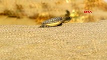 537 bin 424 yavru deniz kaplumbağası denizle buluştu