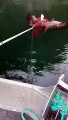 شاهد: معركة غريبة بين نسر وإخطبوط ونهاية أغرب