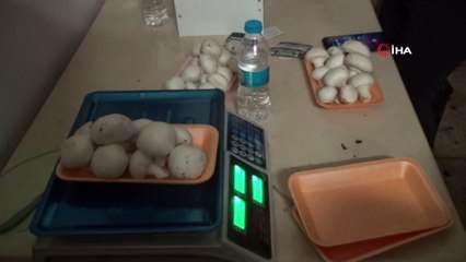 Girişimci kadınlar kurduğu tesiste yılda 18 ton mantar üretecek