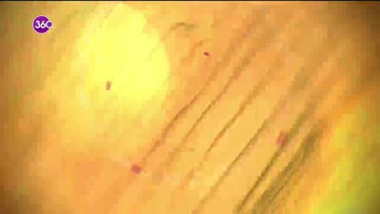 Tuğçe'nin Mutfağı - Pelin Bilgiç (14 Aralık 2019)