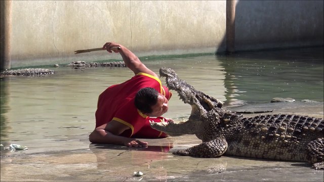 The world's largest Crocodile in captivity at Samut Prakan in Thailand