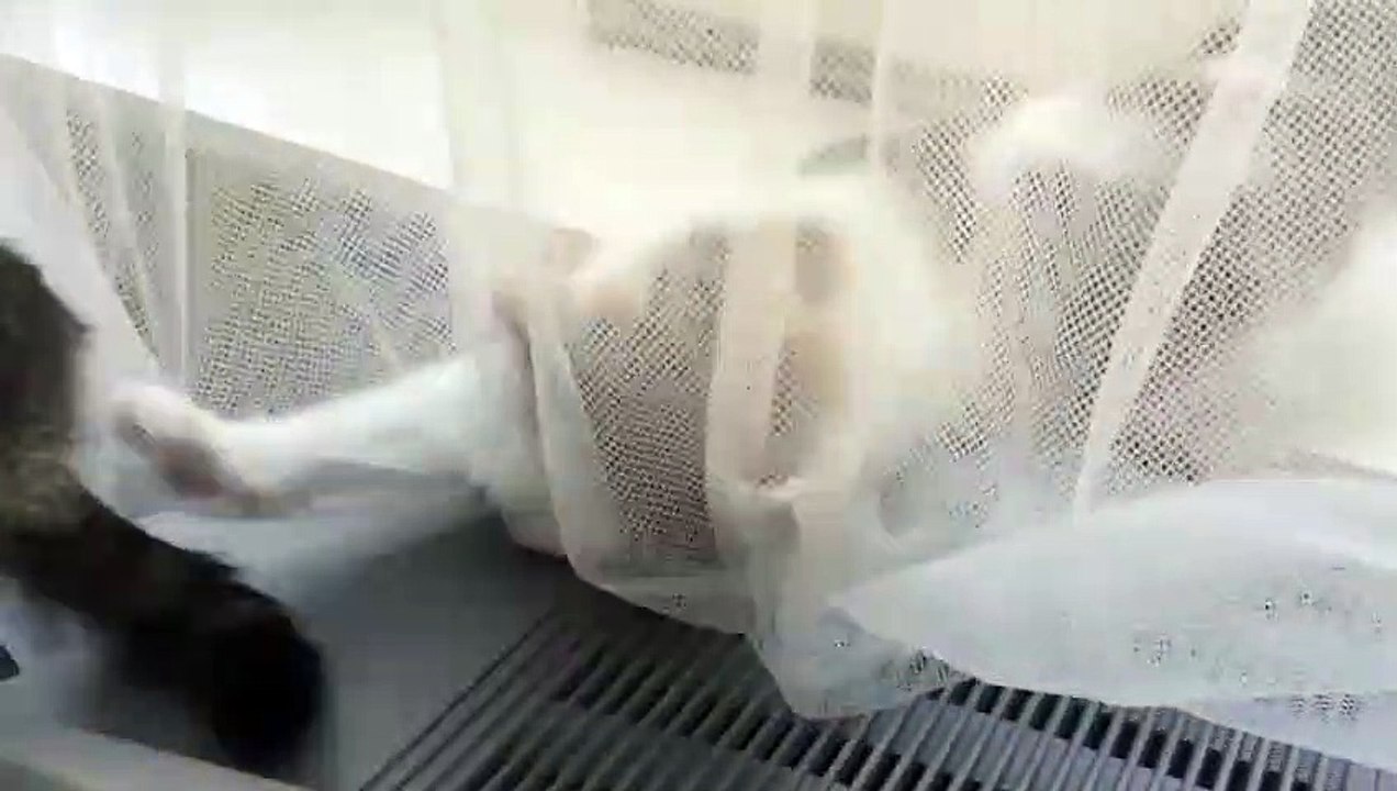 Super cute kitten play with mommy's tail through curtain | Cuteness overloaded | Nature is Amazing