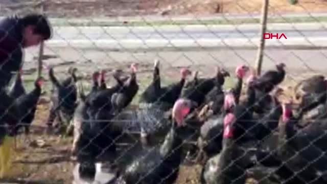 Gaziantep nurdağı'nda hindiler satışa çıktı