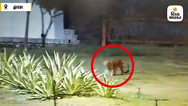 વાડીનારમાં કંપનીના CCTVમાં લટાર મારતો દીપડો જોવા મળ્યો, લોકોમાં ભયનો માહોલ