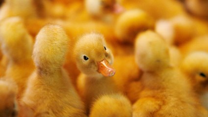 Así es el terrible maltrato que sufren miles de patos hacinados en una fábrica de 'foie gras' premiada