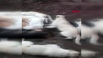 Osmaniye arazide üst üste atılmış köpek ölüleri bulundu