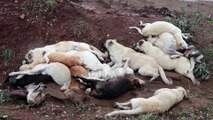 Kırsal arazide çok sayıda ölü köpek bulundu - OSMANİYE