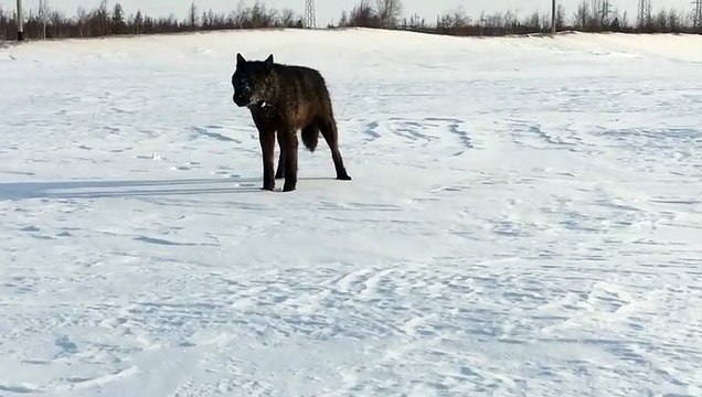 Вой волка Акелы в 8 месяцев, вой волчонка , канадский волк , крупный волк , северный волк