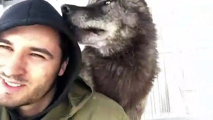 Самый большой волк на планете, The biggest wolf on the planet, Канадский волк, волк, крупный волк