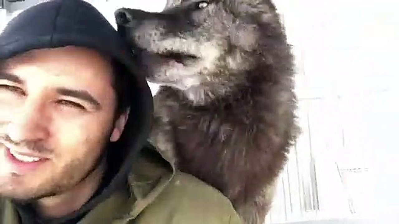 Самый большой волк на планете, The biggest wolf on the planet, Канадский волк, волк, крупный волк