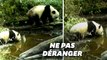 Les (très) rares images d'un panda sauvage et son petit en pleine nature