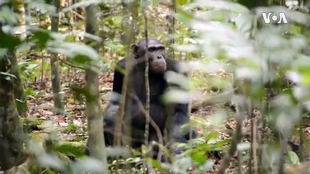 Gabon Carries Out Counter-Poaching Fight to Save Elephants