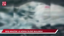 Osmaniye'de korkunç olay! 10 köpek ölüsü bulundu