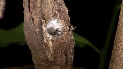 Une araignée fouisseuse a tissé son nid dans un arbre