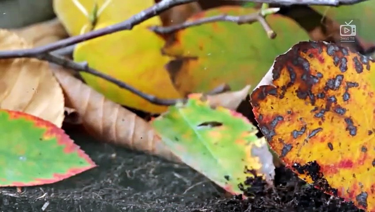 СКОЛОПЕНДРА ПРОТИВ паука, скорпиона, змеи, богомола, телифона и даже летучей мыши!