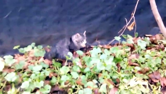 Крысолов котёнок ловит крысу . Мгновенная реакция котёнка.