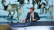 Laponie : les rennes menacés par le réchauffement climatique