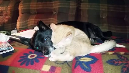 3　Funny Cat Bloopers and Reactions _ Funny Pet Videos