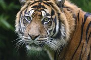 Combate animal: ¿Gana el tigre o los búfalos?