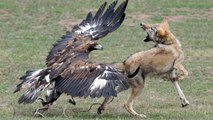 Combate animal: ¿Gana el águila o el zorro?