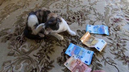 Mon chat aime l'argent