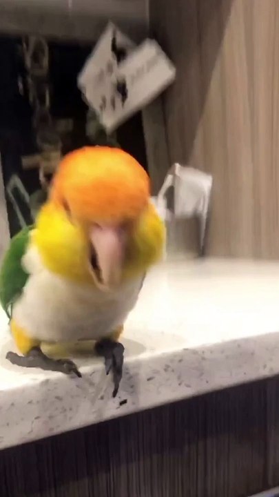 Bird Makes a Mess for Fun