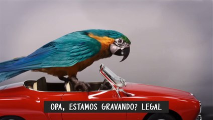 Dolittle filme – Teste de Elenco Animal