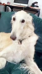 Doggo's Hilariously Strange Sounding Howl