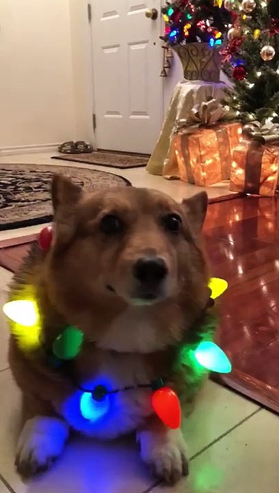 Corgi Christmas Tree