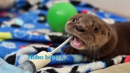 AFPTV repasa las imágenes de animales de 2019