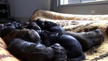 Bir köpek sezaryenle 16 yavru doğurdu