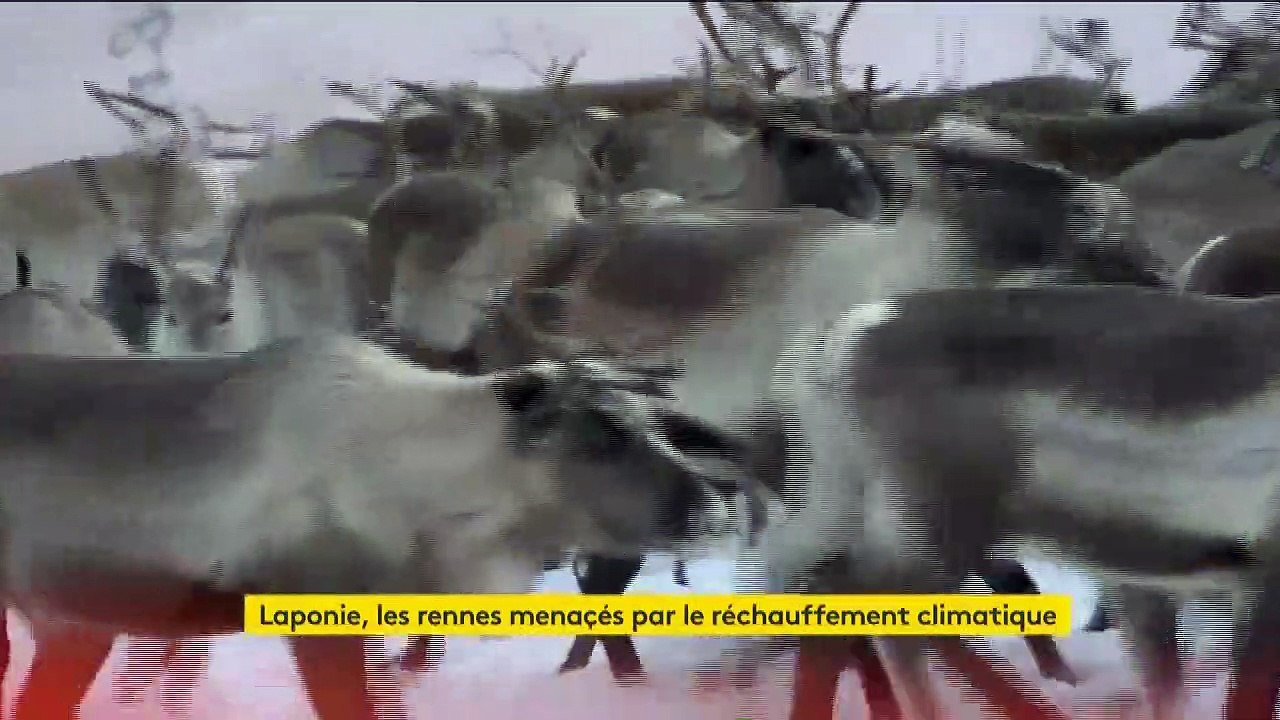 Laponie : les rennes menacés par le réchauffement climatique