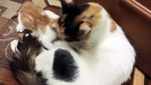 Mom Cat Loving Kitten and Feeding || Cuteness Overloaded || Nature is Amazing || Animal Videos