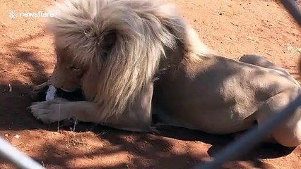 Lion leaps at tourist getting too close while he eats his lunch
